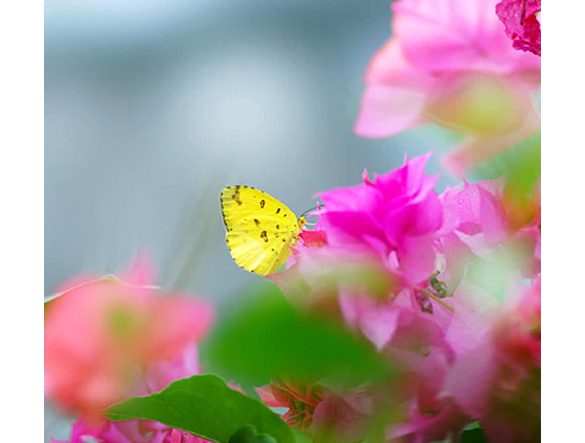 135mm F2.8 [T4.5] STF lens | SAL135F28 | Sony Latvia